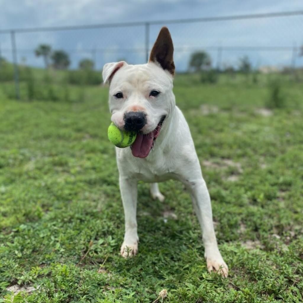 St. Lucie County Pet of the Week - Week of Nov. 19, 2021